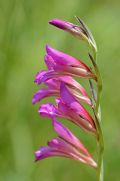 Gladiolus italicus